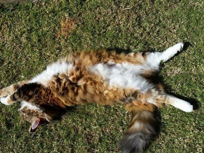 Housesitting assignment in Springfield Lakes, Queensland, Australia