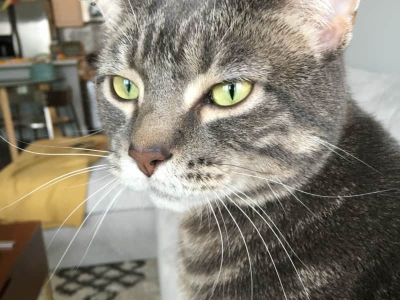 Housesitting assignment in Chicago, Illinois, United States