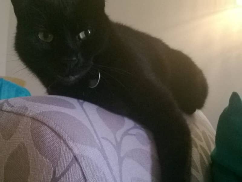 Housesitting assignment in Leichhardt, New South Wales, Australia
