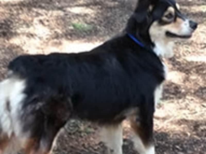 Housesitting assignment in Mi-Wuk Village, California, United States