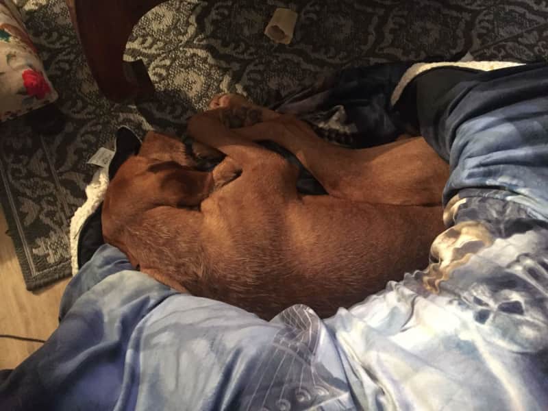 Housesitting assignment in Hereford, United Kingdom