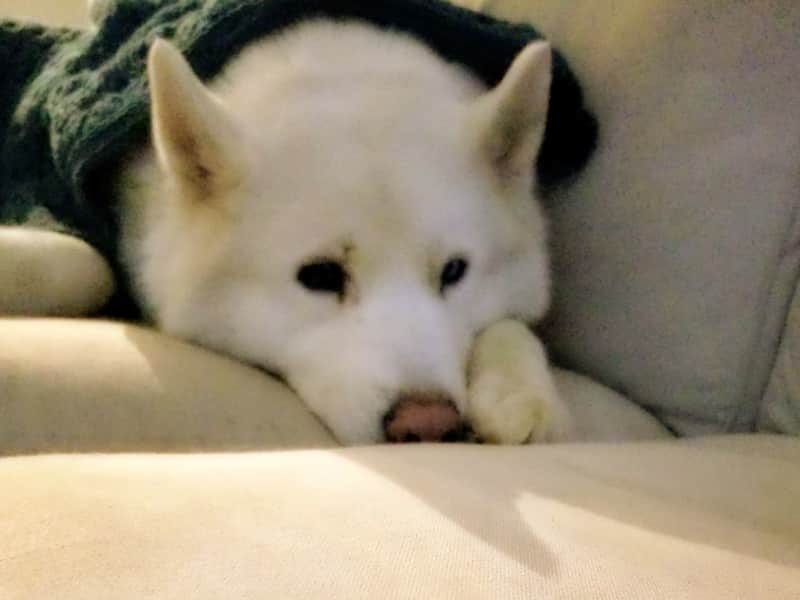 Housesitting assignment in Alpharetta, Georgia, United States