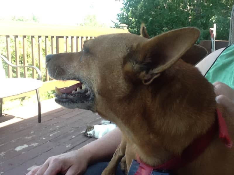 Housesitting assignment in Red Deer, Alberta, Canada