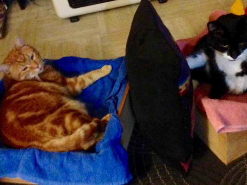 Housesitting assignment in Mount Barker, South Australia, Australia