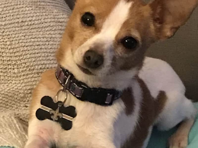 Housesitting assignment in Metairie, Louisiana, United States