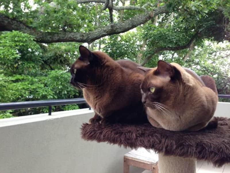 Housesitting assignment in Auckland, New Zealand