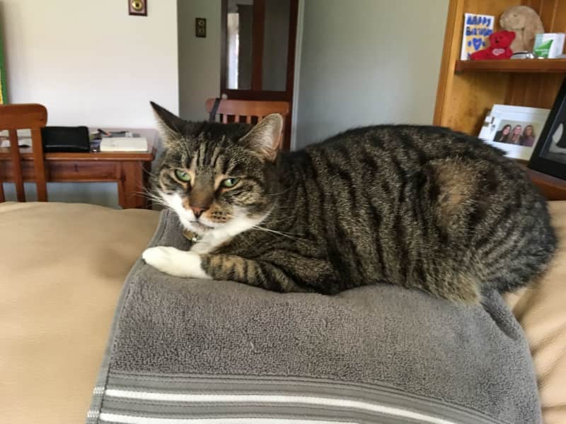 Housesitting assignment in Brompton, South Australia, Australia