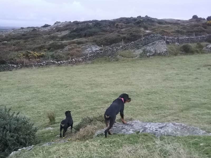 Housesitting assignment in Cemaes Bay, United Kingdom