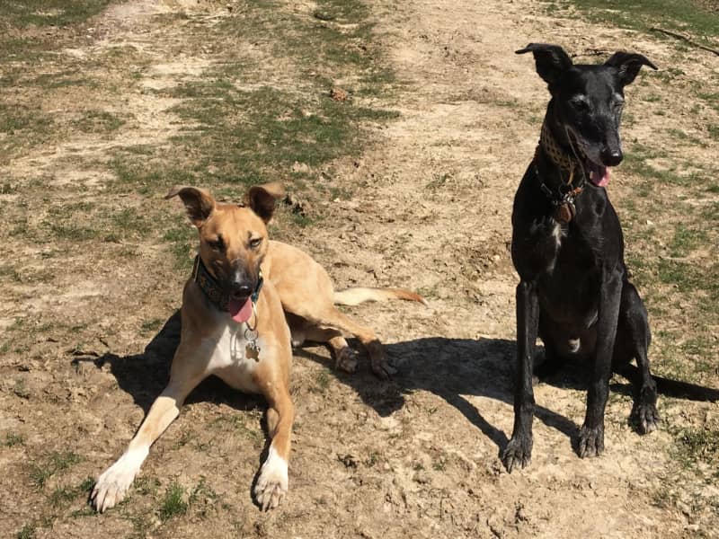Housesitting assignment in Highcliffe, United Kingdom