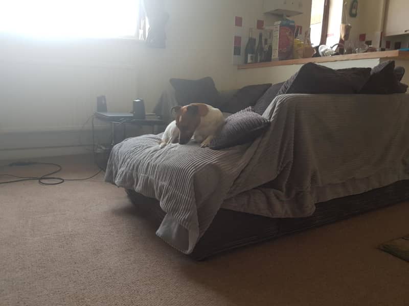 Housesitting assignment in London, United Kingdom