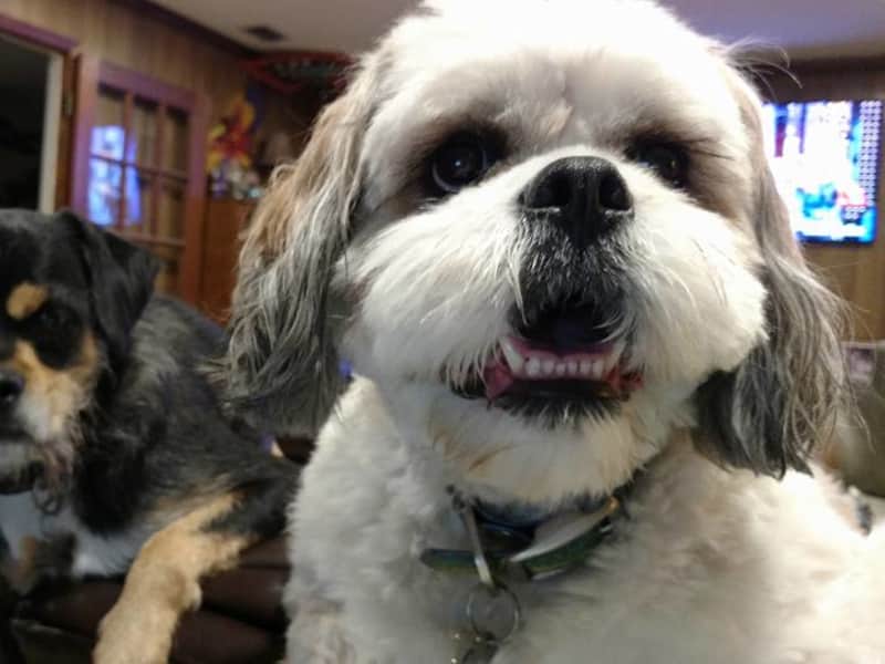 Housesitting assignment in Palm Harbor, Florida, United States