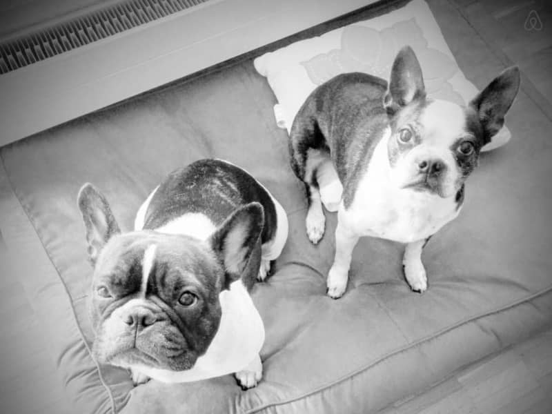 Housesitting assignment in Zürich, Switzerland
