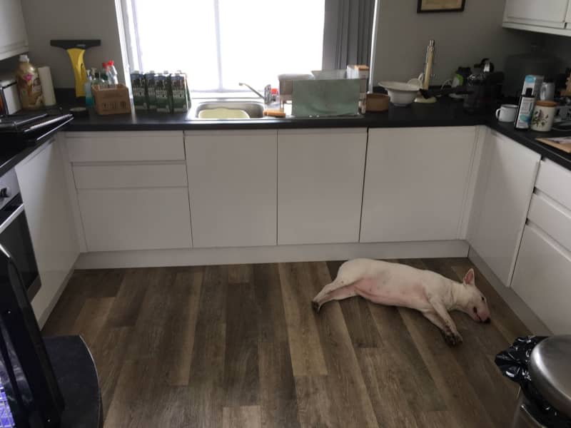 Housesitting assignment in Poole, United Kingdom
