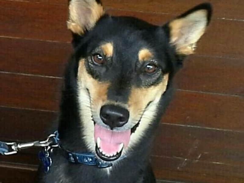 Housesitting assignment in Panamá, Panama