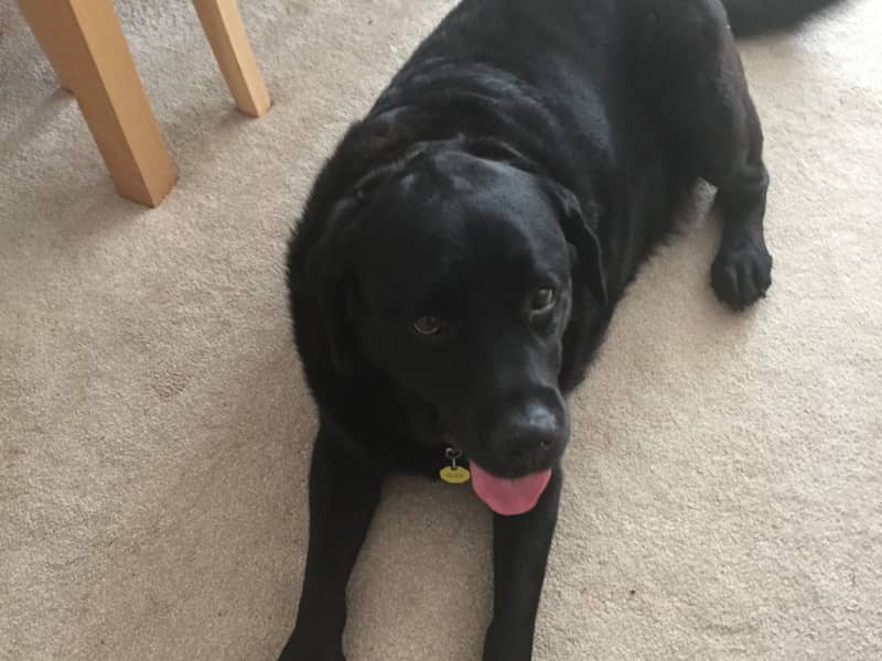 Housesitting assignment in Shaldon, United Kingdom