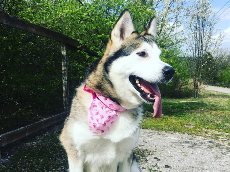 Housesitting assignment in Nashville, Tennessee, United States