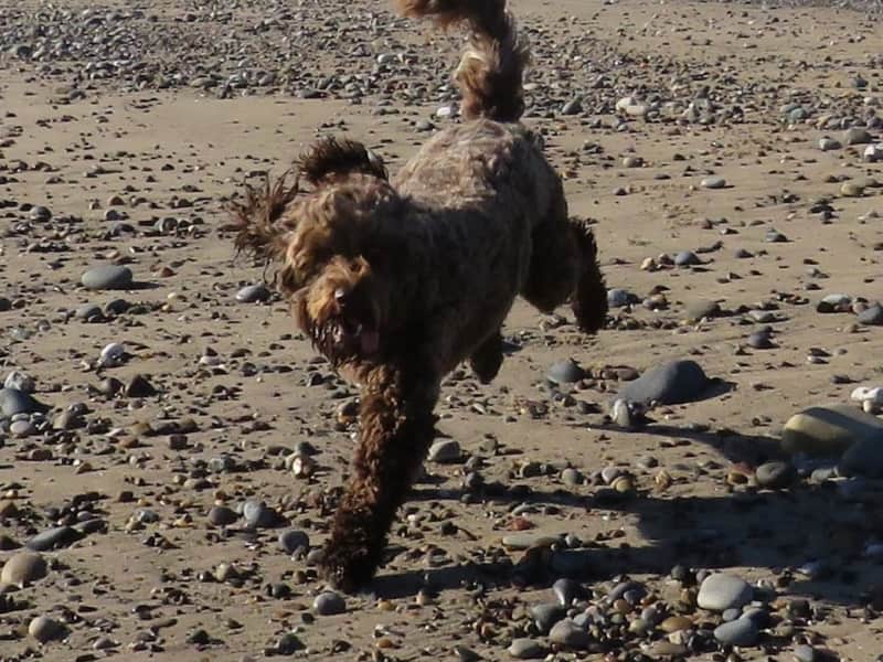Housesitting assignment in Patrington, United Kingdom