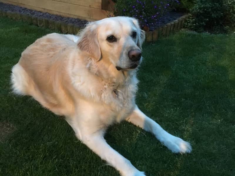 Housesitting assignment in Trowbridge, United Kingdom