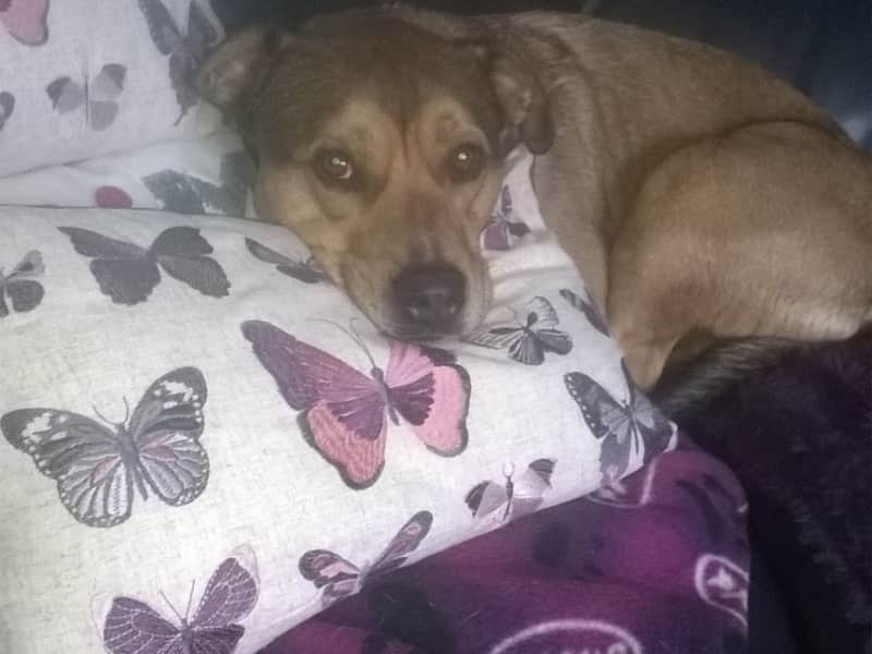 Housesitting assignment in Barry, United Kingdom