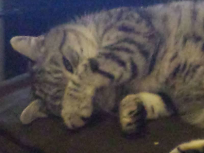 Housesitting assignment in New Southgate, United Kingdom