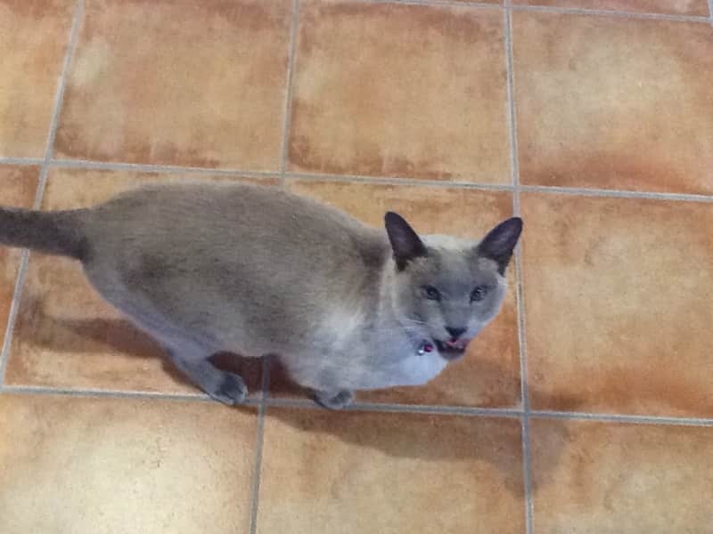 Housesitting assignment in Christchurch, New Zealand