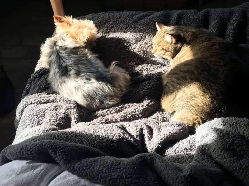 Housesitting assignment in Rome, Italy