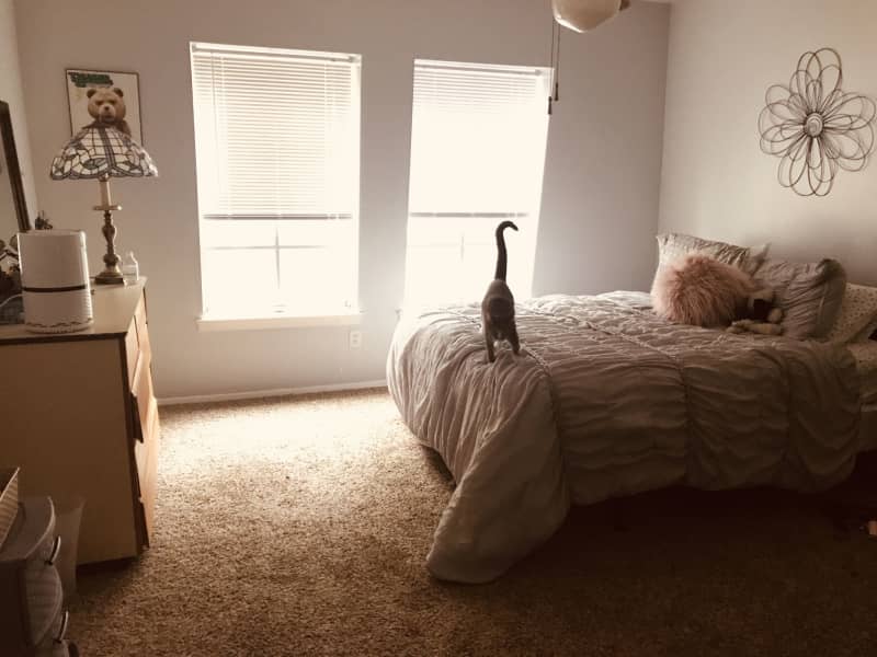 Housesitting assignment in Tallahassee, Florida, United States
