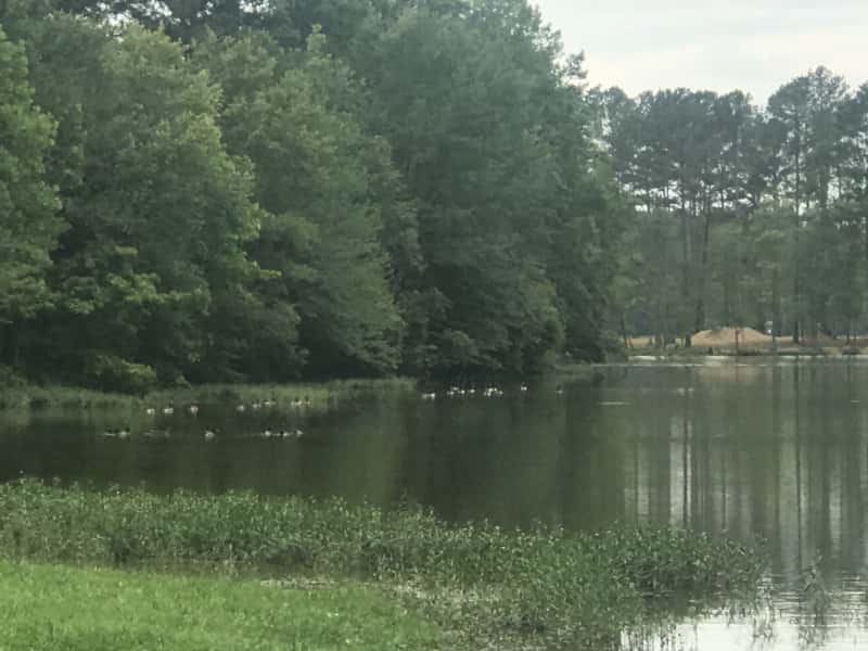 Housesitting assignment in Gadsden, Alabama, United States