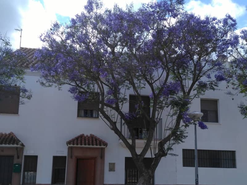 Housesitting assignment in Arcos de la Frontera, Spain