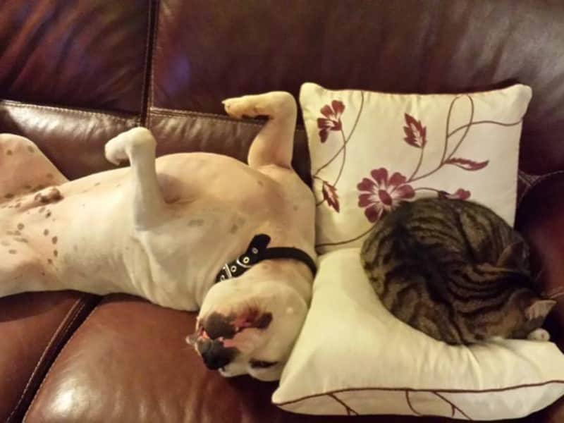 Housesitting assignment in Wethersfield, United Kingdom