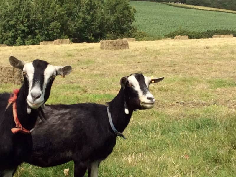 Housesitting assignment in Manaccan, United Kingdom