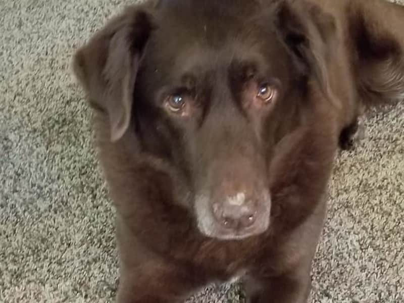 Housesitting assignment in Boise, Idaho, United States