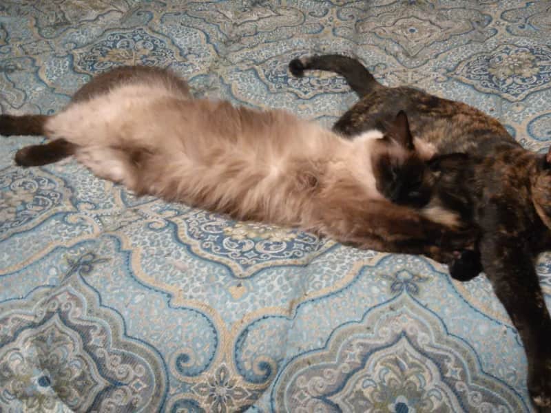 Housesitting assignment in Natchez, Mississippi, United States