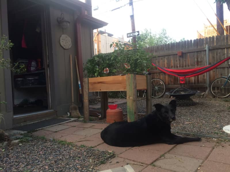 Housesitting assignment in Denver, Colorado, United States