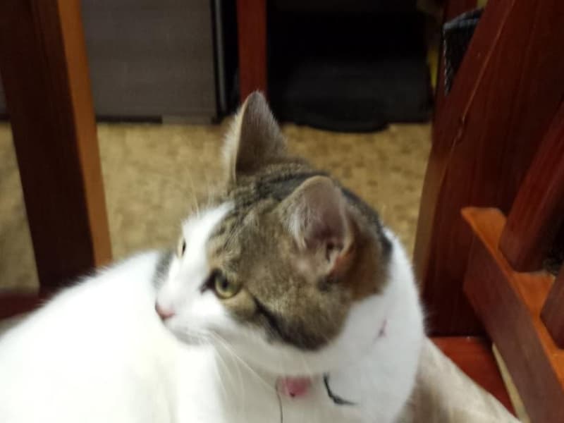 Housesitting assignment in Roleystone, Western Australia, Australia