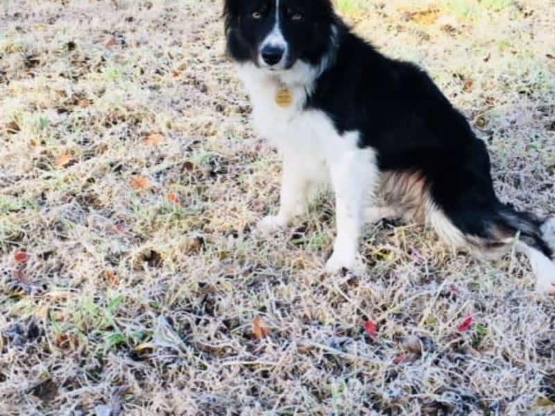 Housesitting assignment in Presteigne, United Kingdom