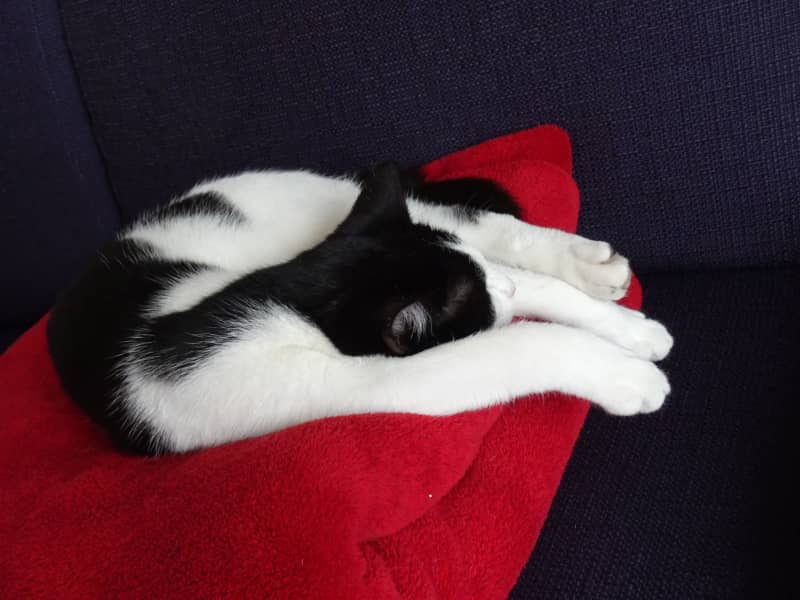 Housesitting assignment in Neumarkt in der Oberpfalz, Germany