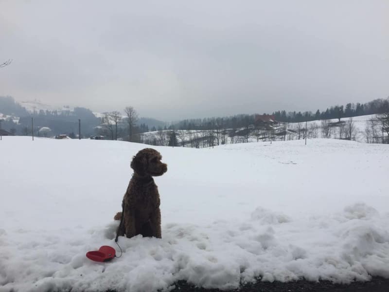Housesitting assignment in Unterägeri, Switzerland