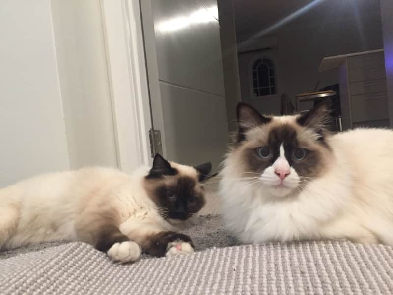 Housesitting assignment in Christchurch, New Zealand