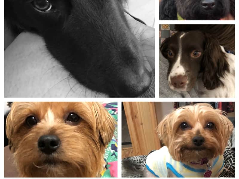 Housesitting assignment in Darfield, United Kingdom