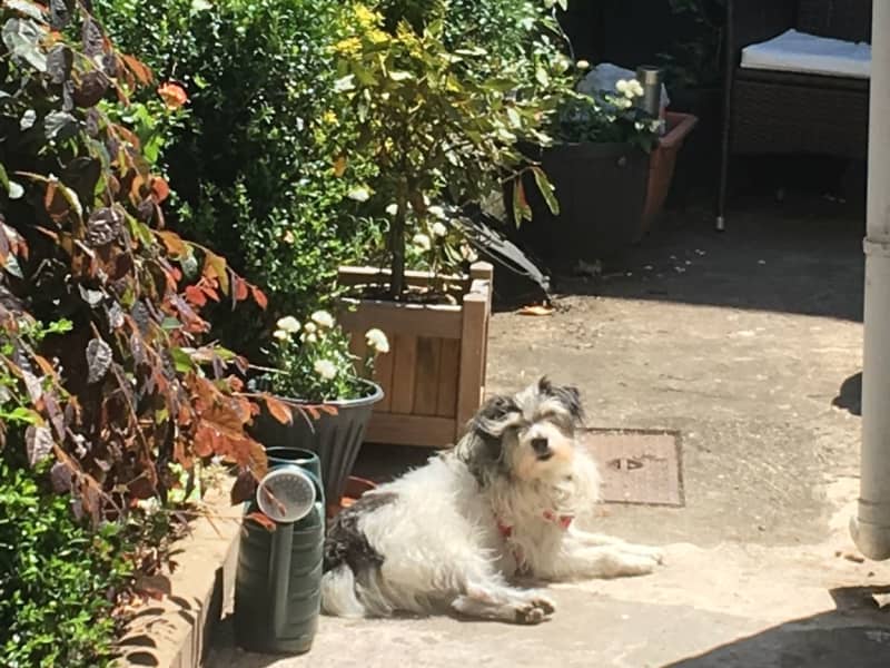 Housesitting assignment in Newport, United Kingdom