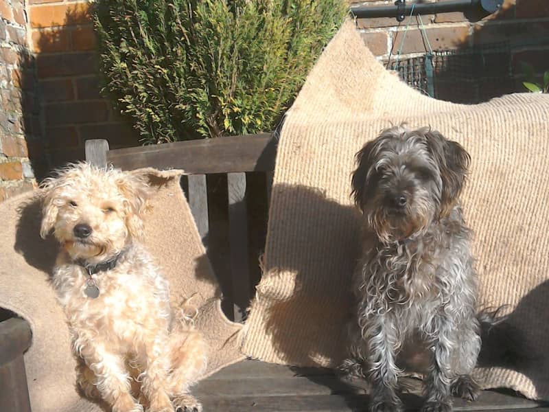 Housesitting assignment in Worthing, United Kingdom