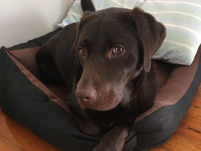 Housesitting assignment in Glen Iris, Victoria, Australia