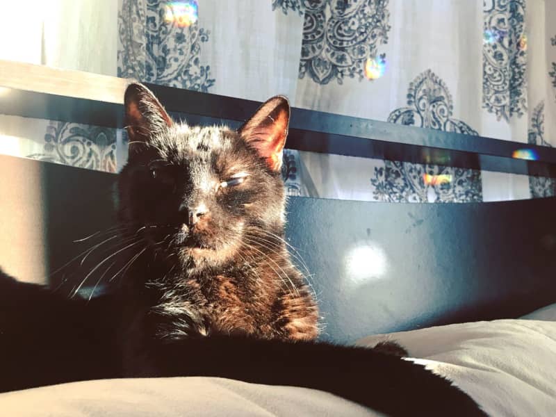 Housesitting assignment in Roslindale, Massachusetts, United States
