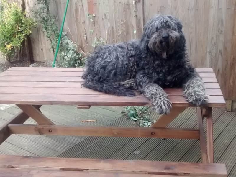 Housesitting assignment in New Southgate, United Kingdom