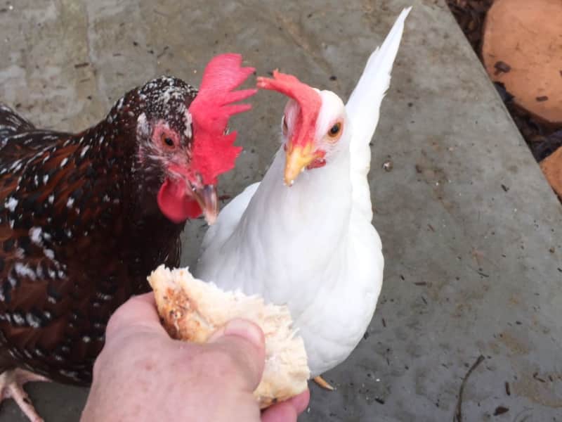 Kathleen from Paso Robles, California, United States