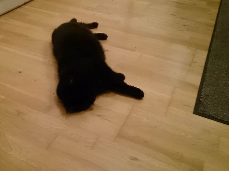Housesitting assignment in Newport, United Kingdom
