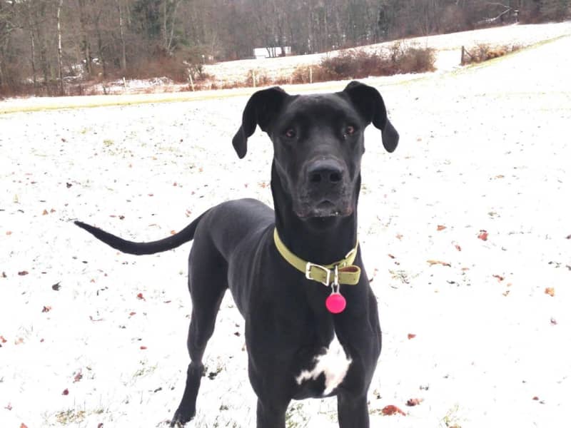Housesitting assignment in Hyattsville, Maryland, United States