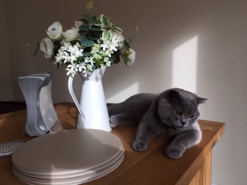 Housesitting assignment in Market Harborough, United Kingdom