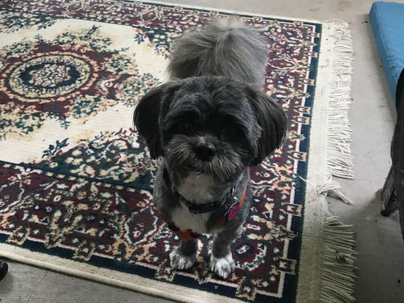 Housesitting assignment in Fort Myers, Florida, United States